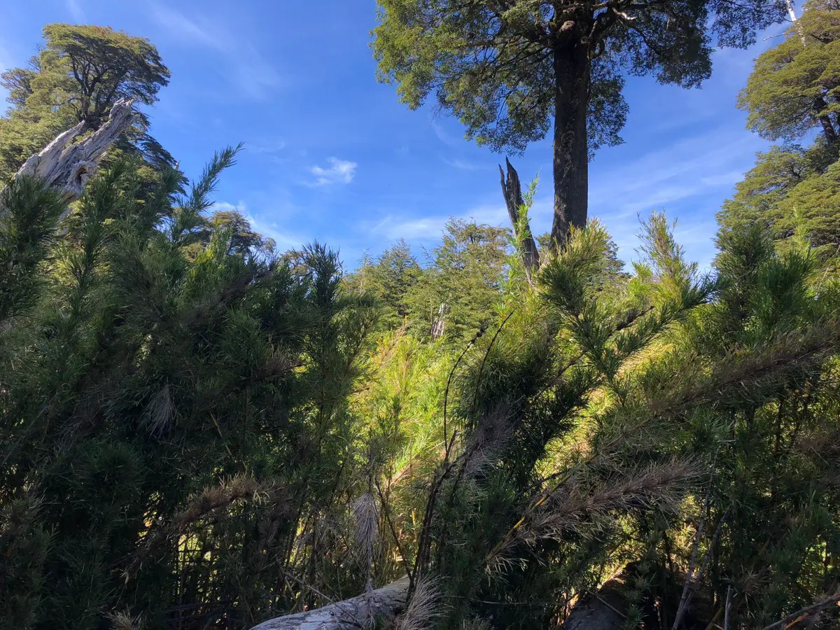 Terreno en Melipeuco